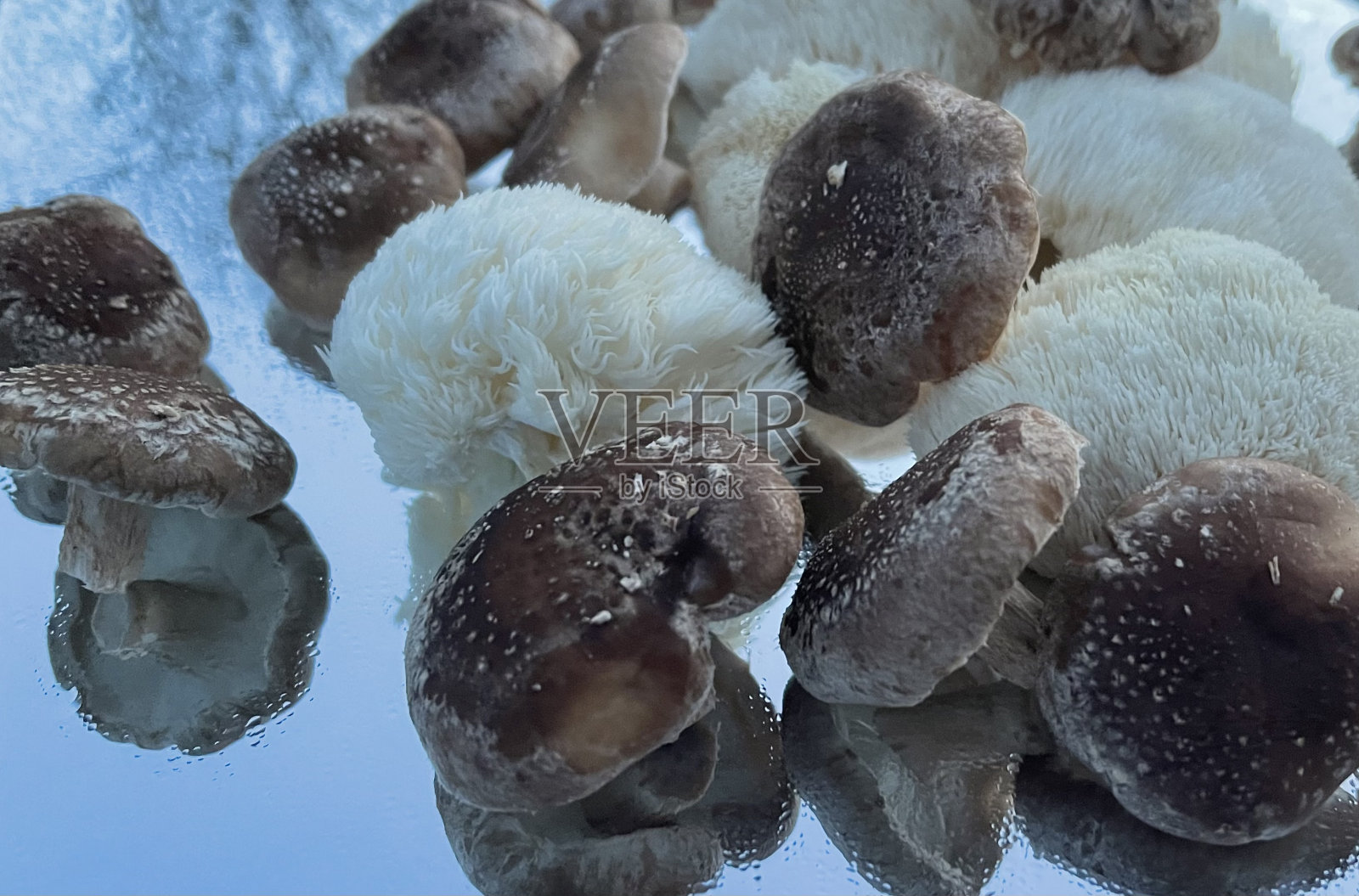 蘑菇照片摄影图片