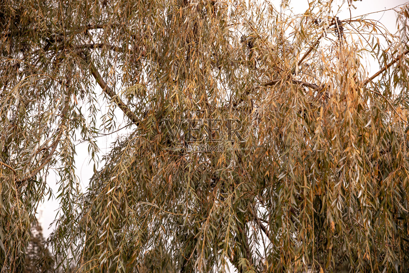 城市公园。秋天的时间。柳树照片摄影图片