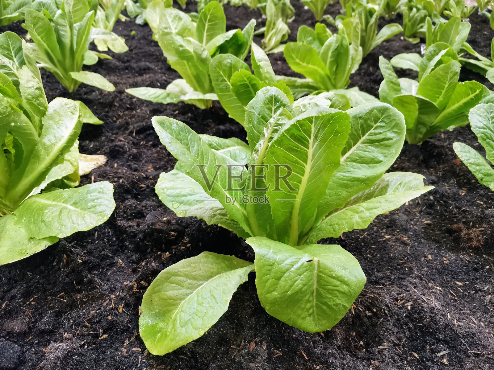 莴苣照片摄影图片