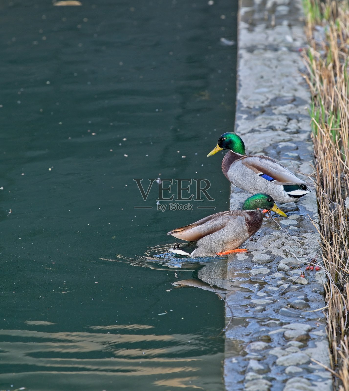 野鸭照片摄影图片