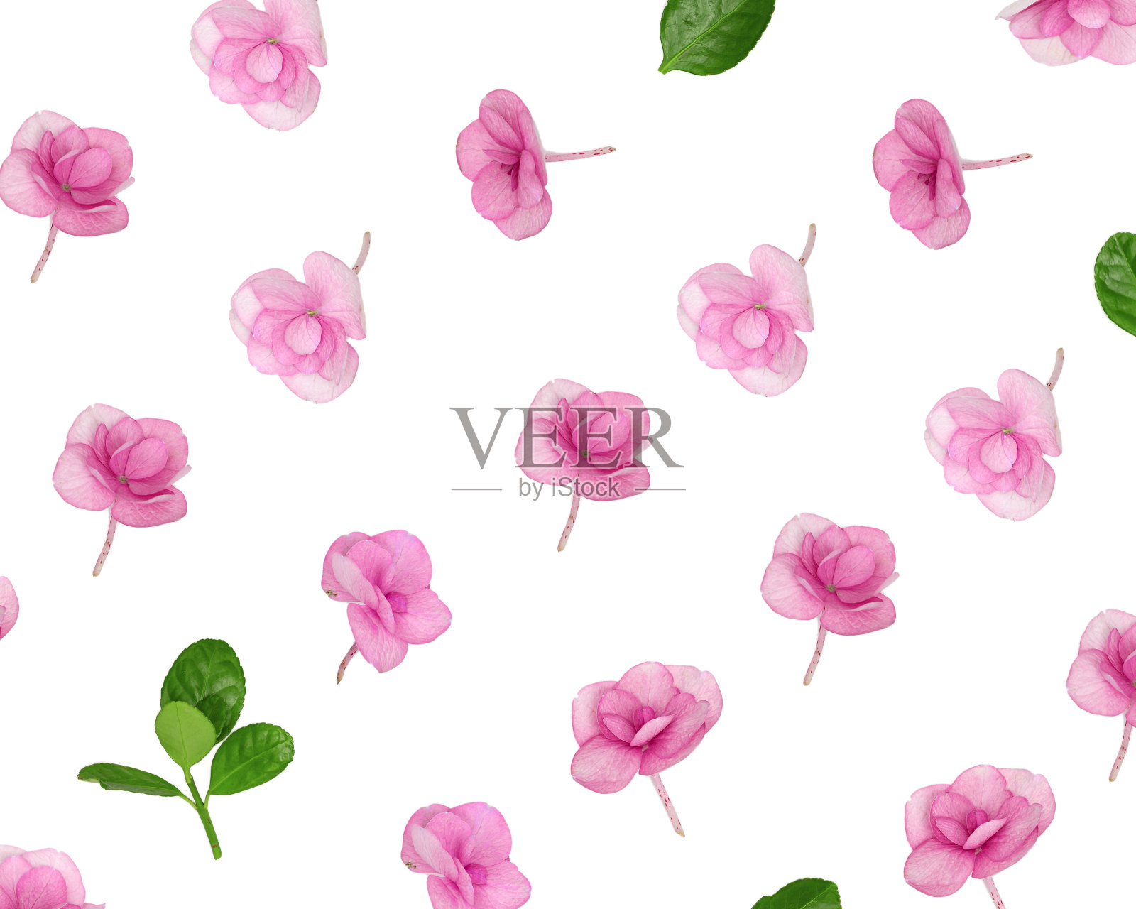 天然绣球花粉红色紫色花,最小的花图案在白色背景。布局上点缀着小小的鲜花。春节概念,为母亲节、3月8日、妇女节照片摄影图片