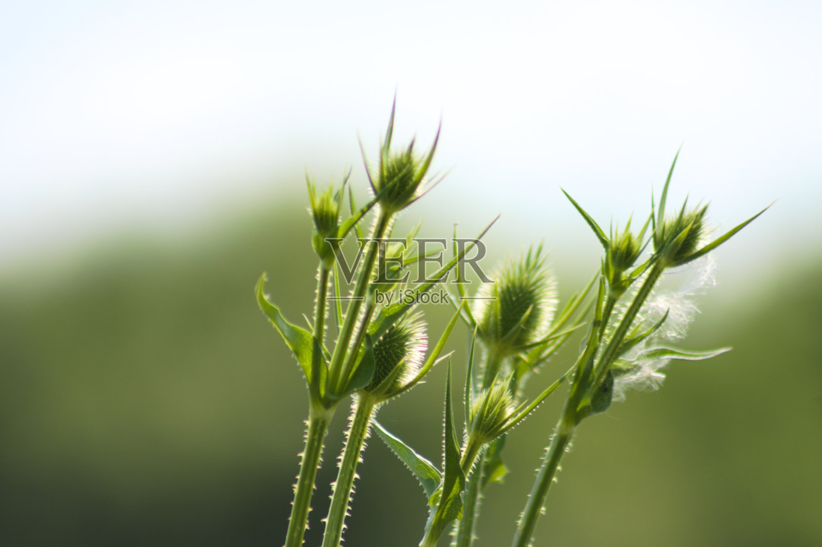 绿色cutleaf续断芽近景与模糊的背景照片摄影图片