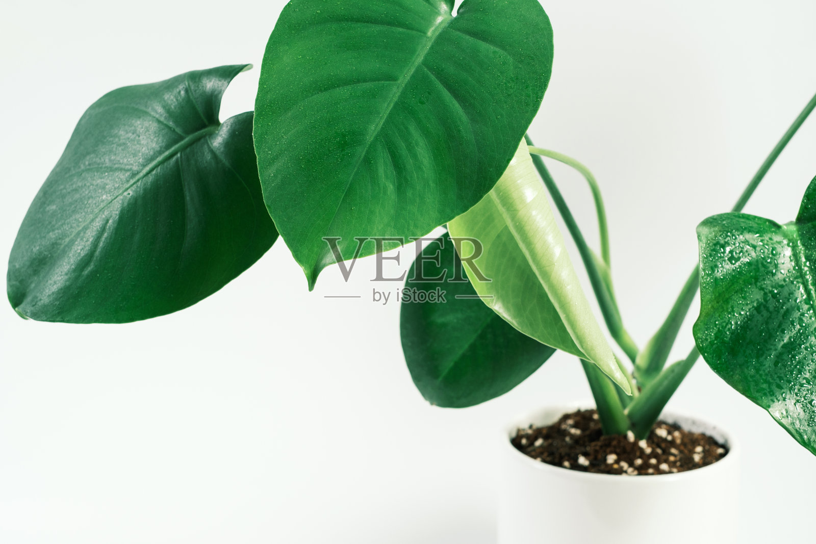 绿色植物怪物在锅上白色背景特写。照片摄影图片