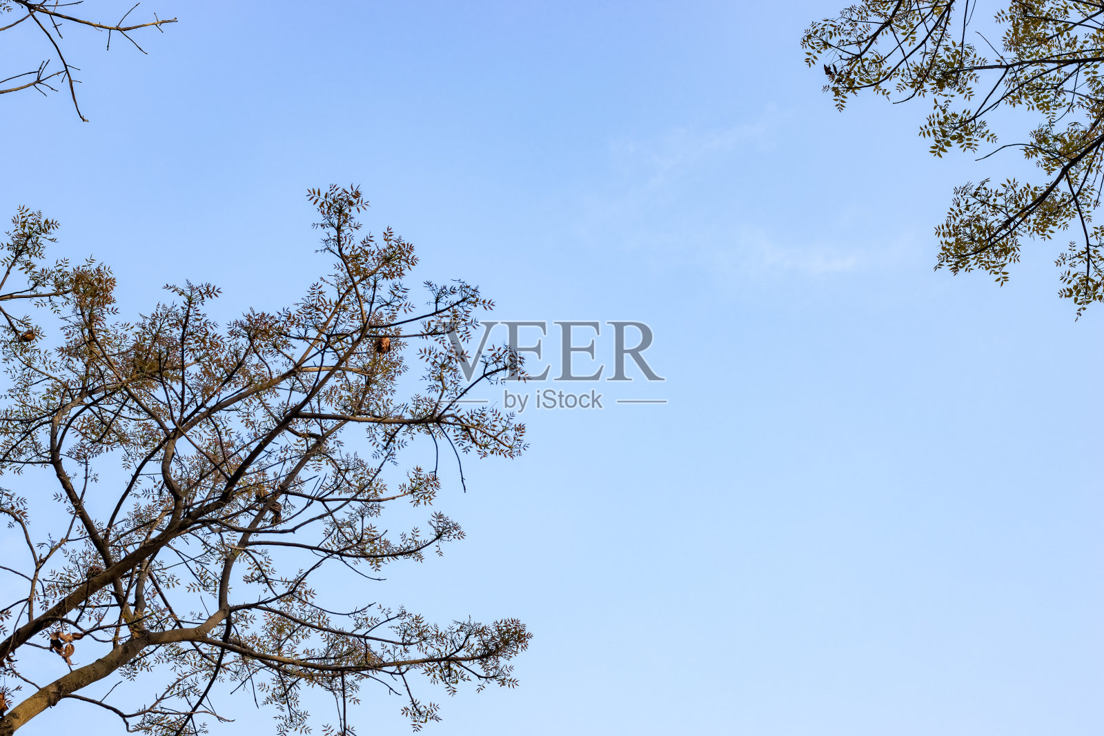 低角度拍摄的树枝在蓝天下与复制空间照片摄影图片