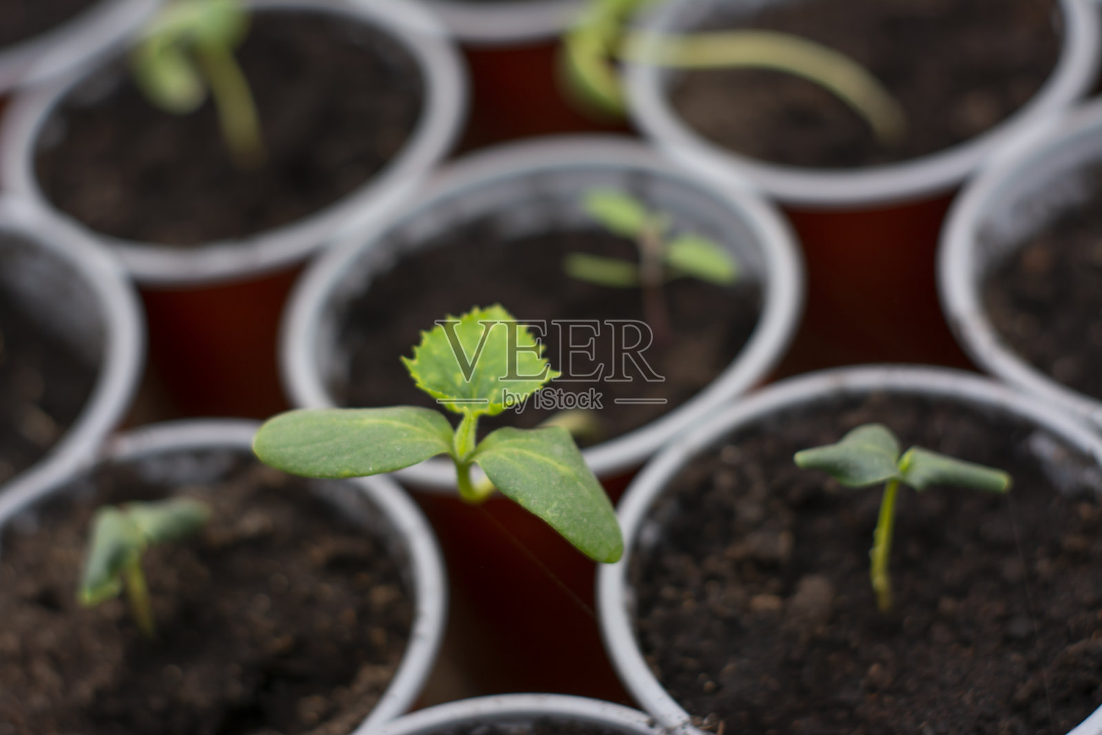 黄瓜的幼苗在杯。绿黄瓜在温室里发芽照片摄影图片