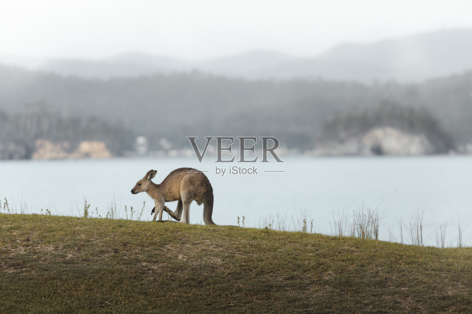 小袋鼠在海岸的草地上照片摄影图片