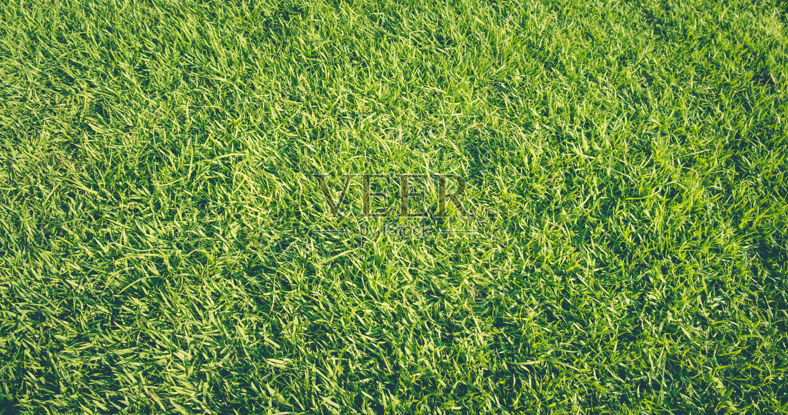 绿草纹理背景照片摄影图片