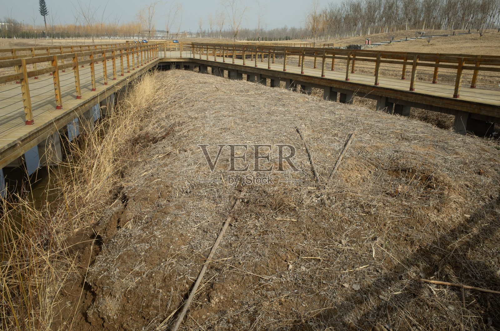 春天是植物重新生长的季节照片摄影图片