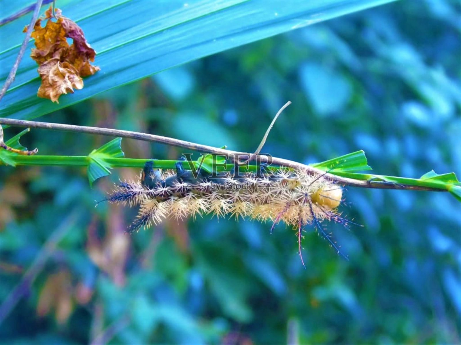 卡特彼勒2 !照片摄影图片