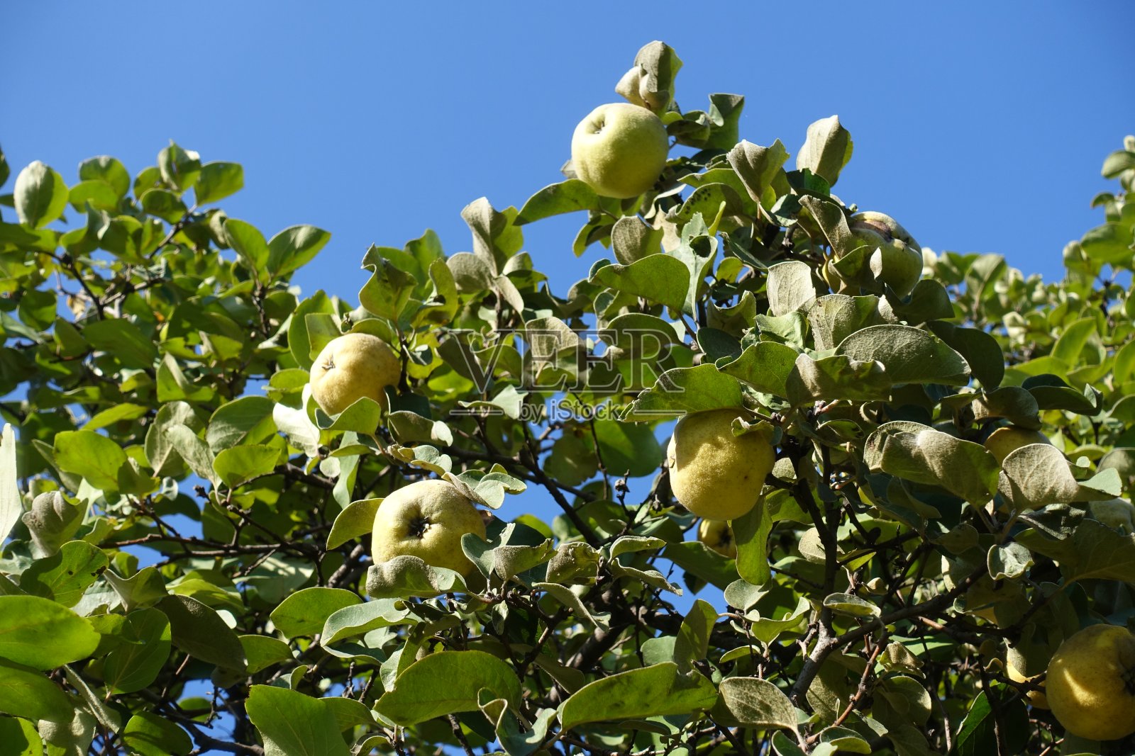 十月的天空和温柏树上的果实照片摄影图片