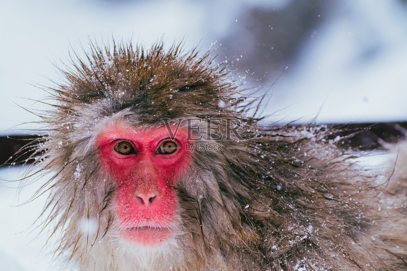 2022年2月,长野冬季,日本猕猴与雪和温泉为伴照片摄影图片