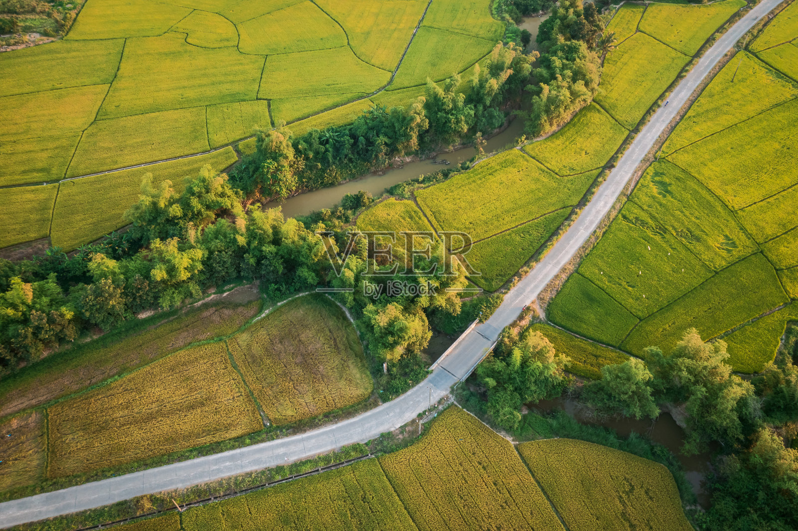 水稻收获季节照片摄影图片