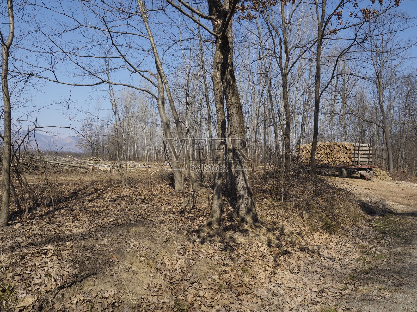 鹿群公园——都灵照片摄影图片