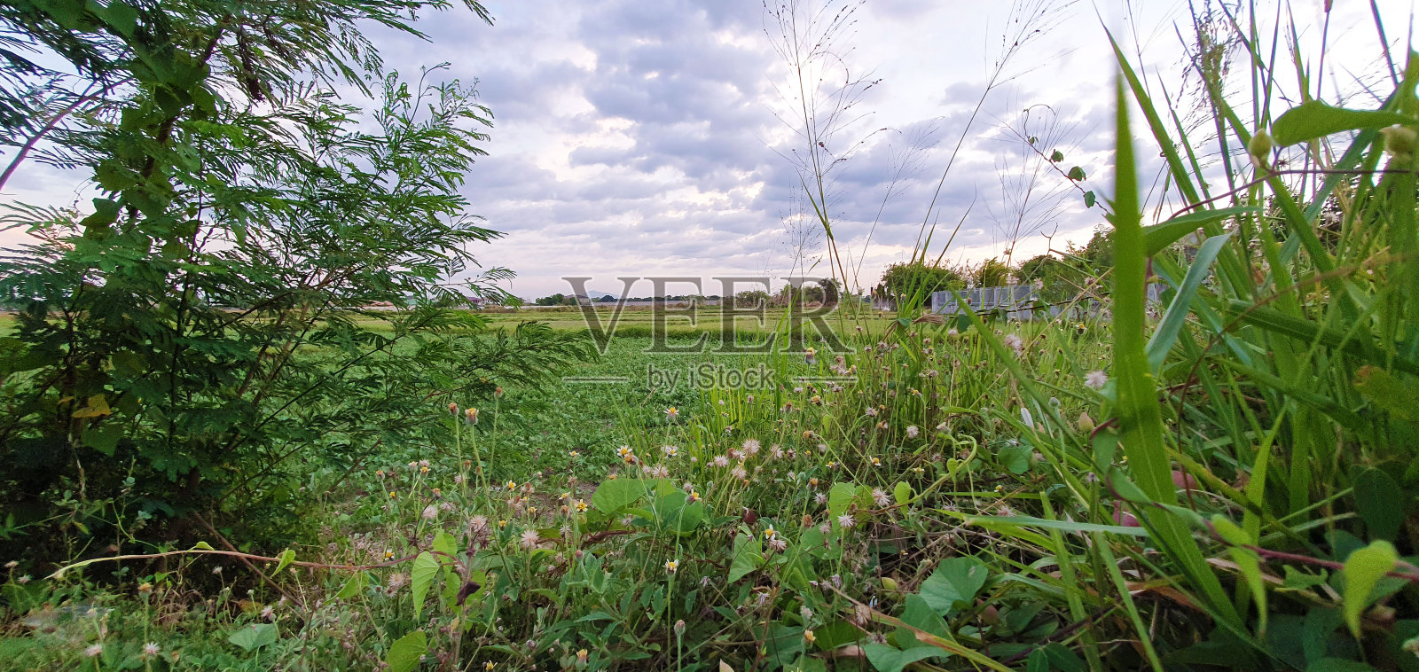 塔拉克的野花和稻田照片摄影图片