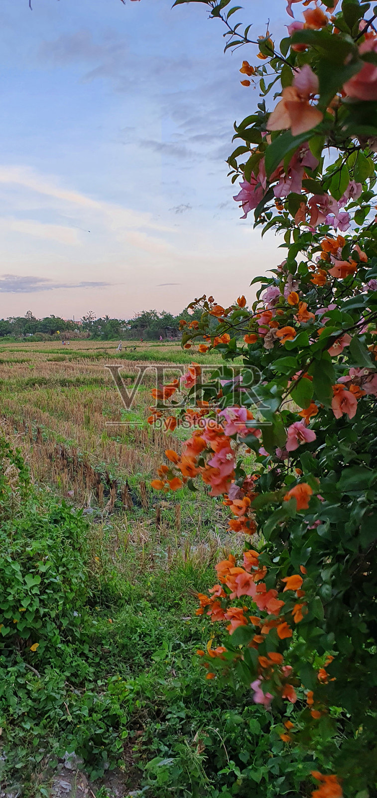 俯瞰塔拉克稻田的鲜花照片摄影图片