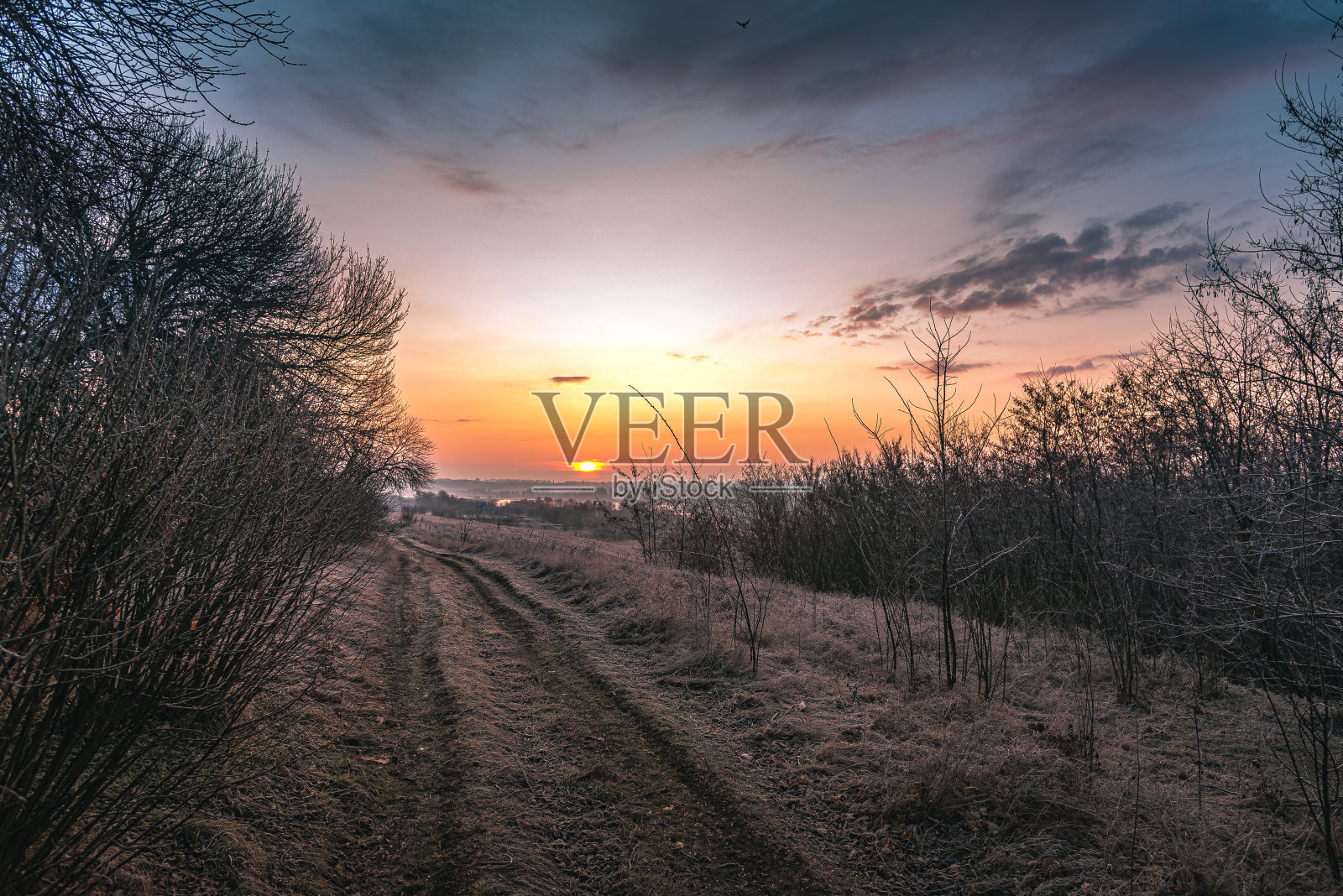 冬天的早晨在田野里照片摄影图片