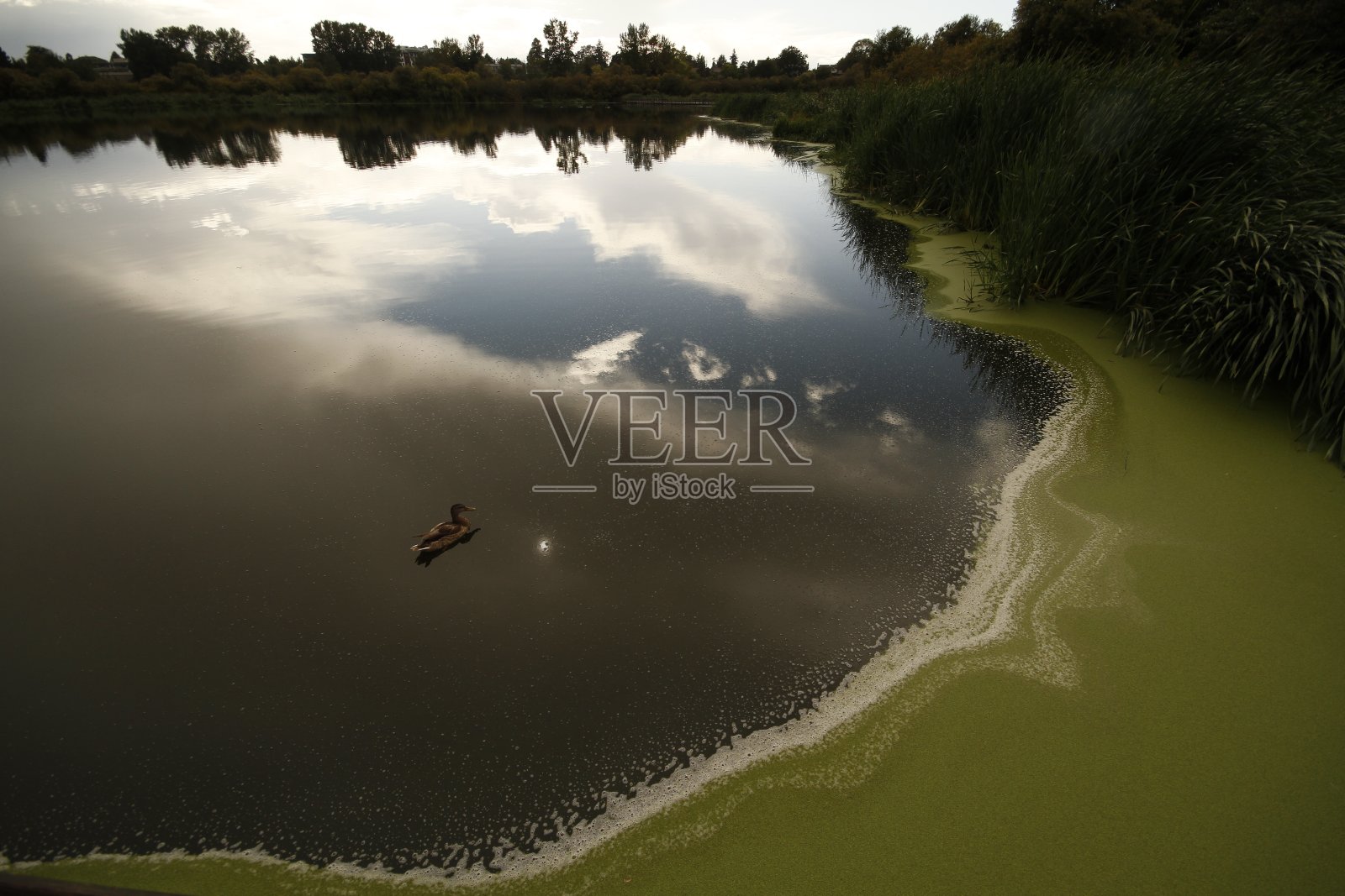 黄昏时分,绿藻覆盖池塘中的雌性绿头鸭照片摄影图片