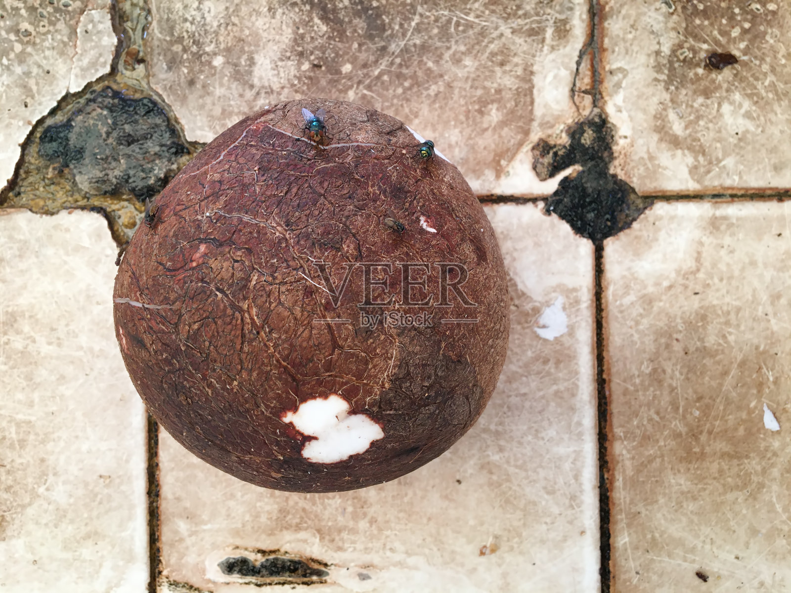 剥了皮的生椰子准备上市照片摄影图片