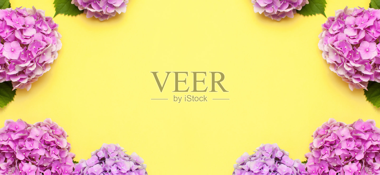 粉红色绣球花在黄色背景上的美丽花朵框架顶视图平面布局复制空间。花卡。节日,恭喜,母亲节快乐。国际妇女节。节日的背景照片摄影图片