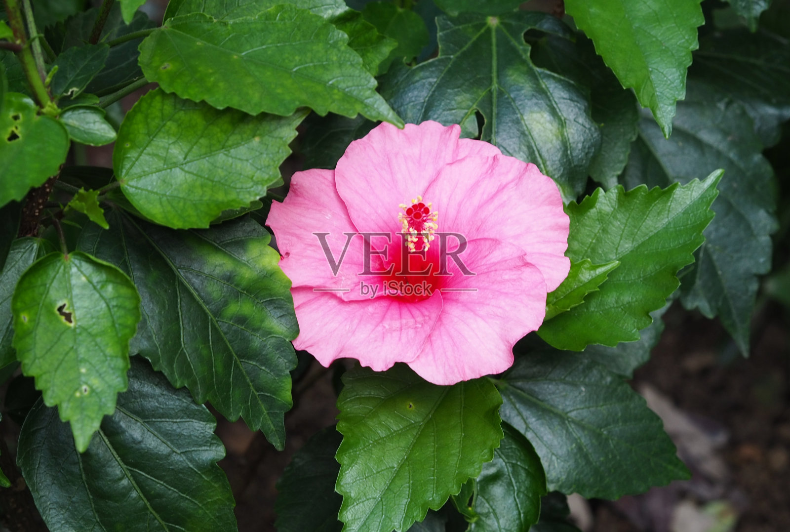 公园里的芙蓉花照片摄影图片