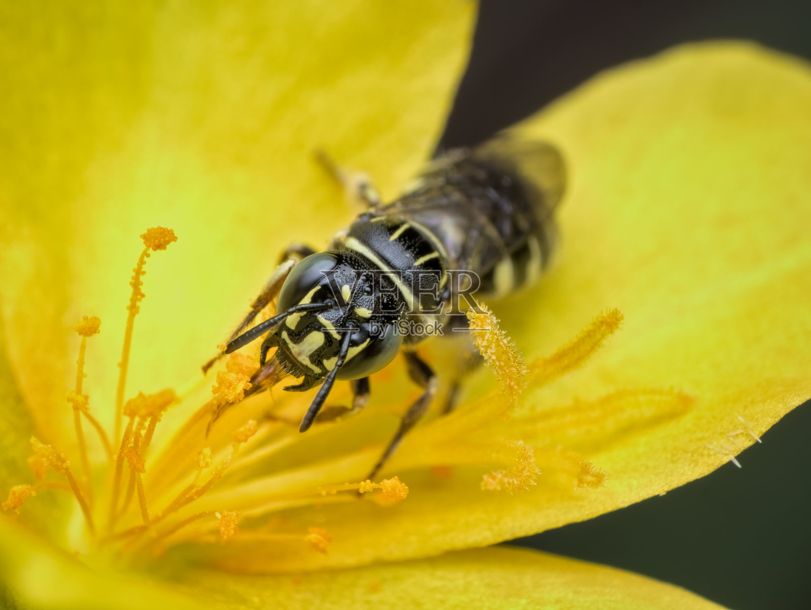 一只蜜蜂栖息在花上照片摄影图片