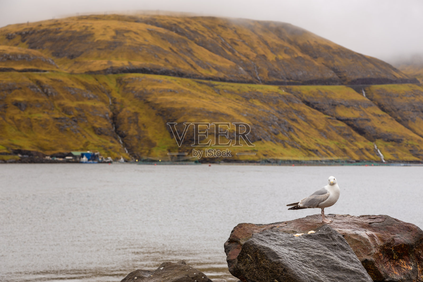 法罗群岛Vestmanna的岩石上的海鸥。照片摄影图片