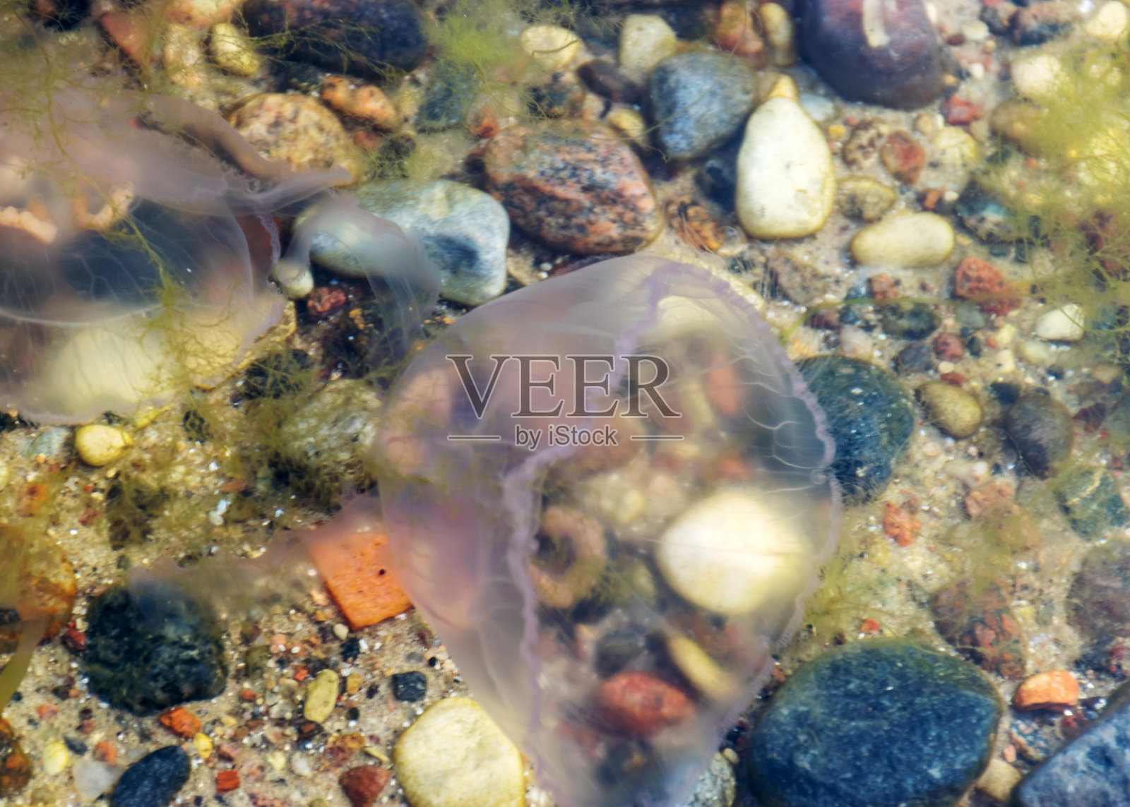 海蜇轮廓的抽象图像在岩石海岸背景照片摄影图片