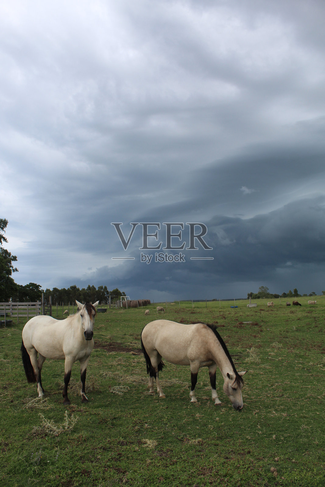 克里奥罗马照片摄影图片