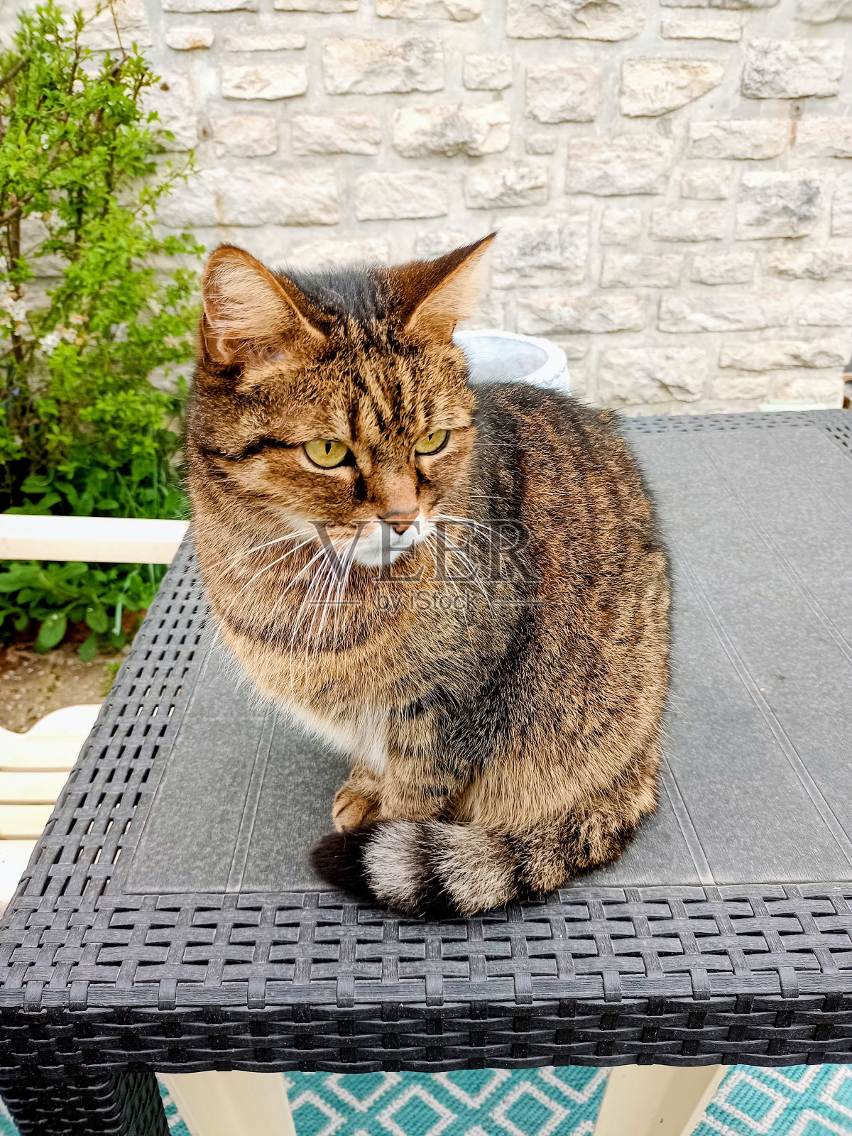 户外欧洲猫观察其领地的照片照片摄影图片