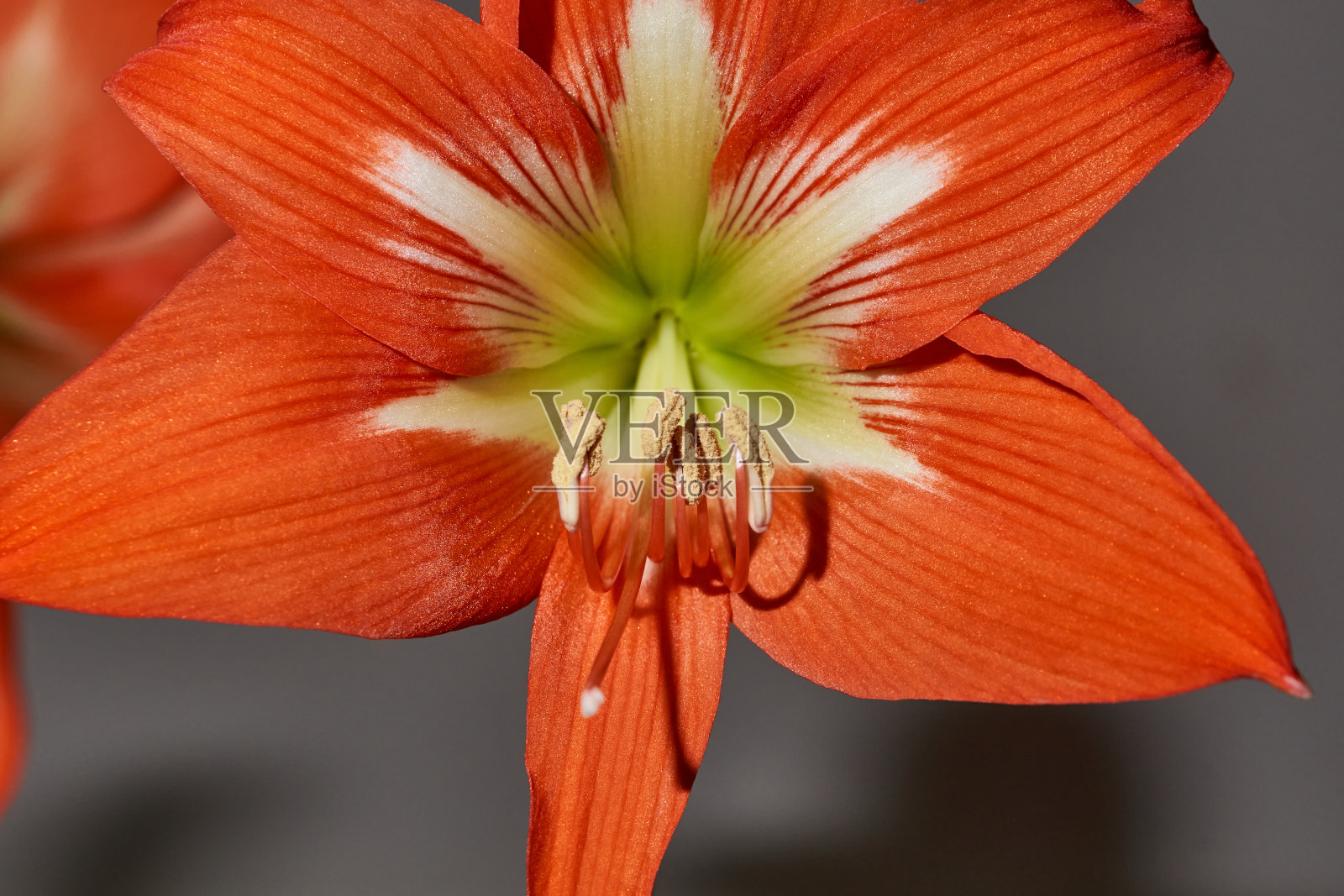 Hippeastrum花朵。照片摄影图片