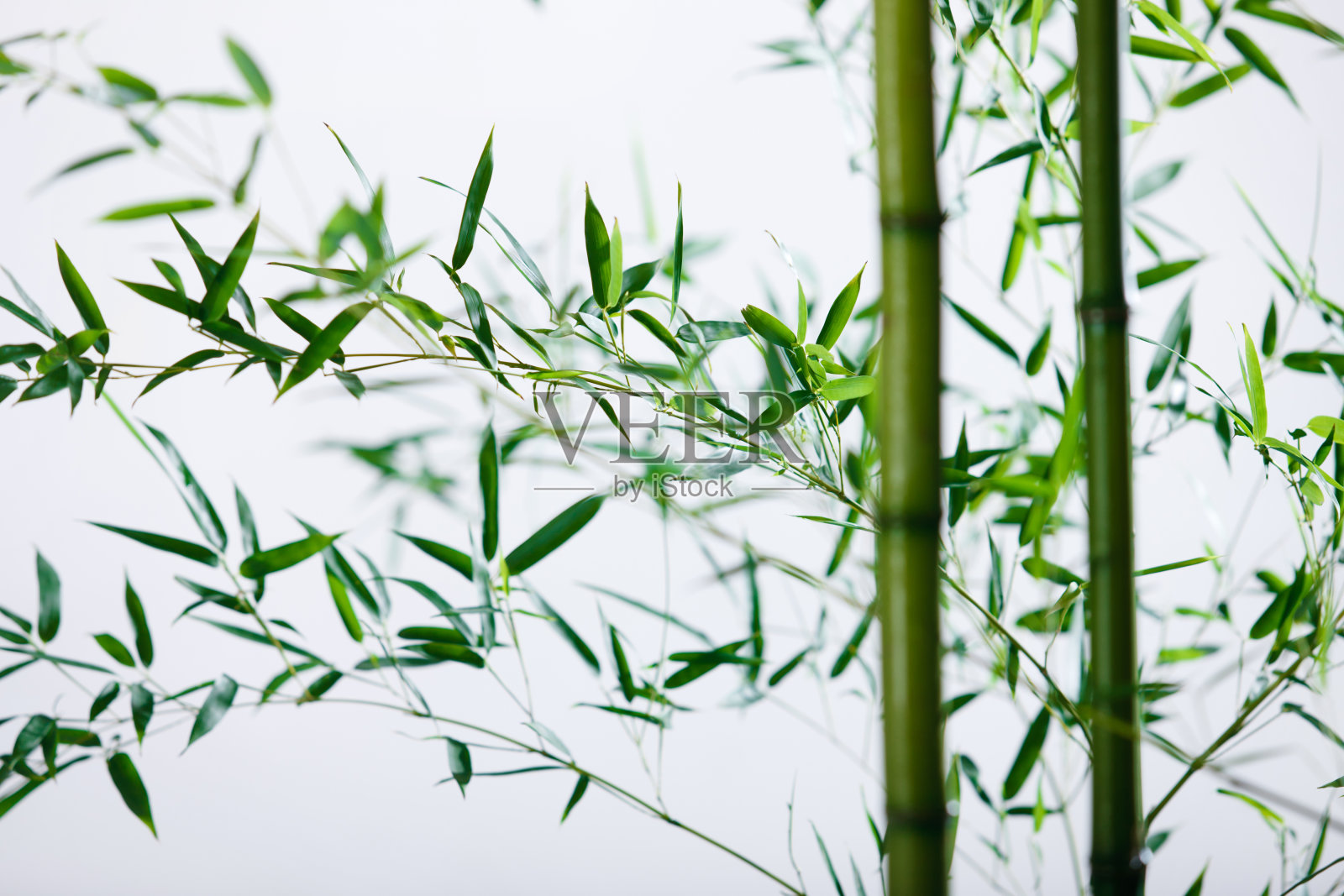 竹林照片摄影图片