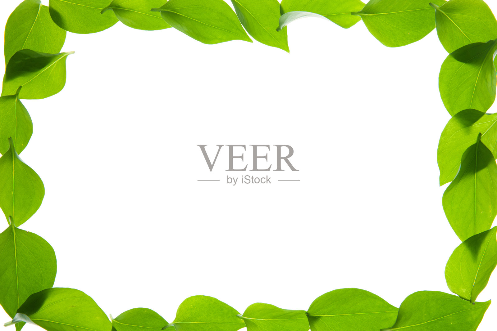 绿叶照片摄影图片