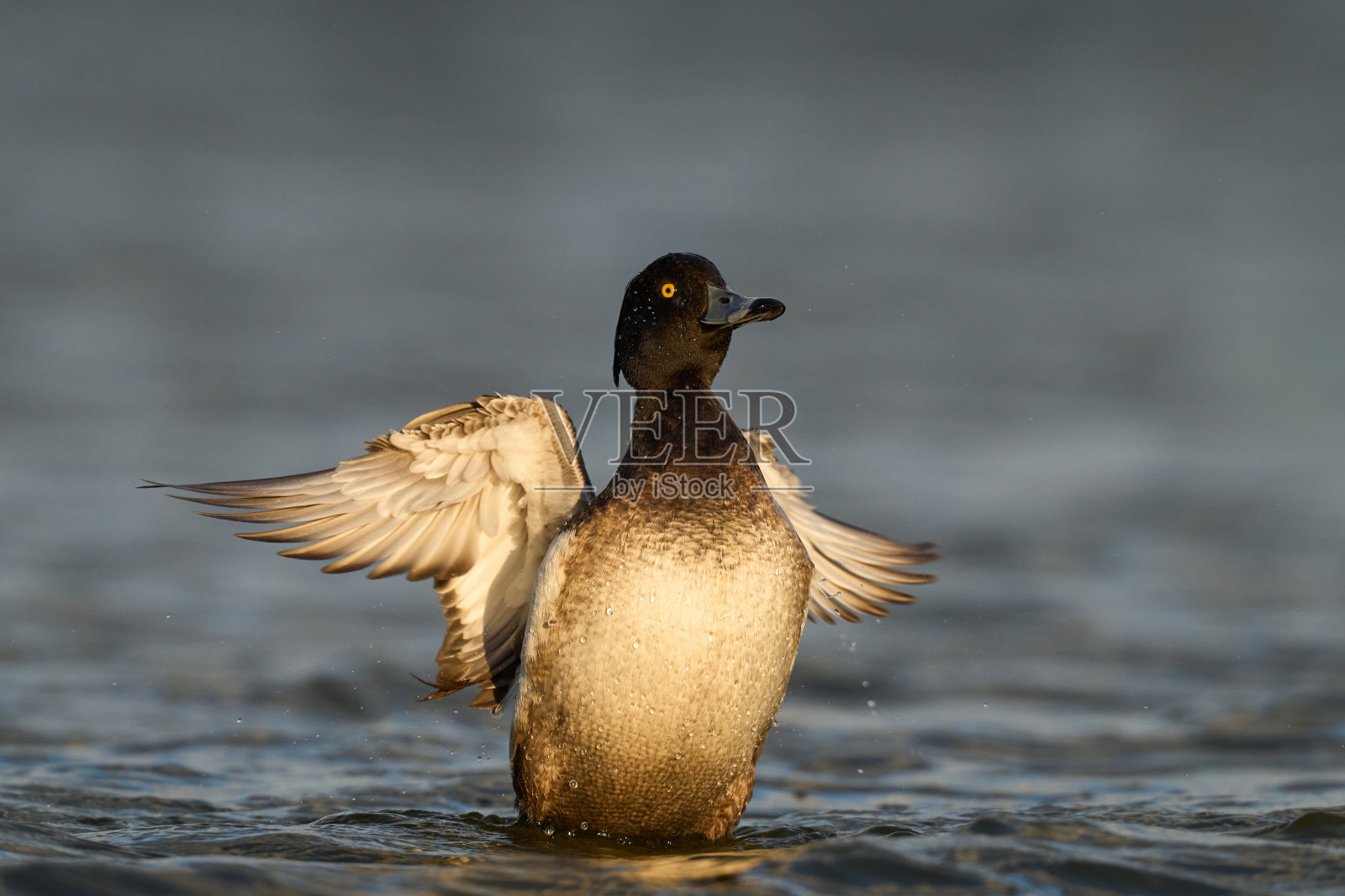 簇绒鸭(Aythya fuligula)照片摄影图片