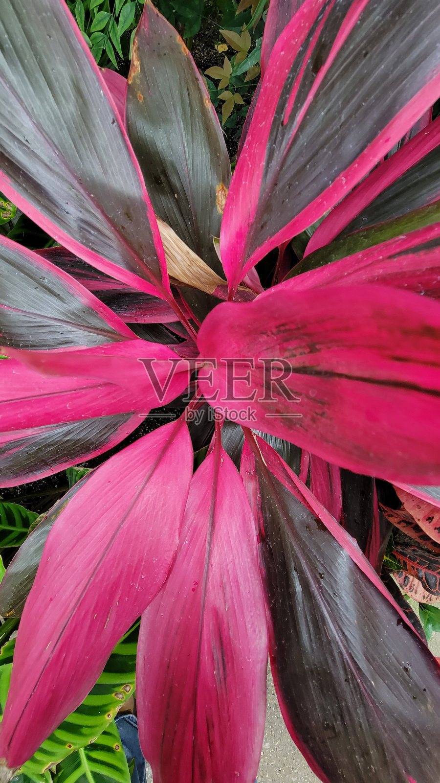 花,植物和树木照片摄影图片