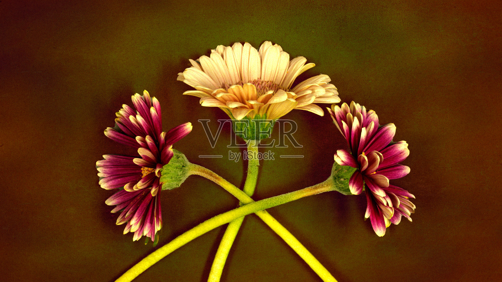 花尾照片摄影图片