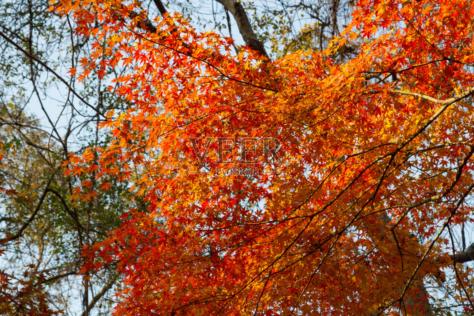 江苏省南京栖霞山红叶照片摄影图片