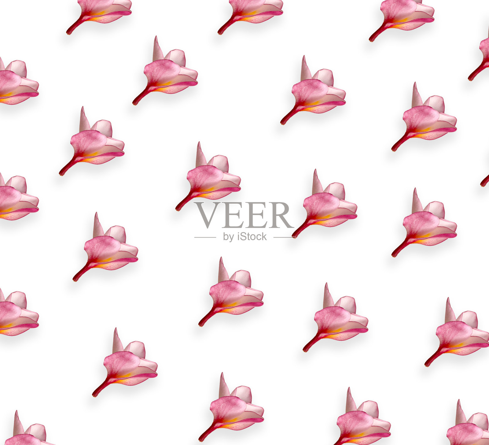 花组成。框架由粉红色鸡蛋花和白色背景的叶子。照片摄影图片