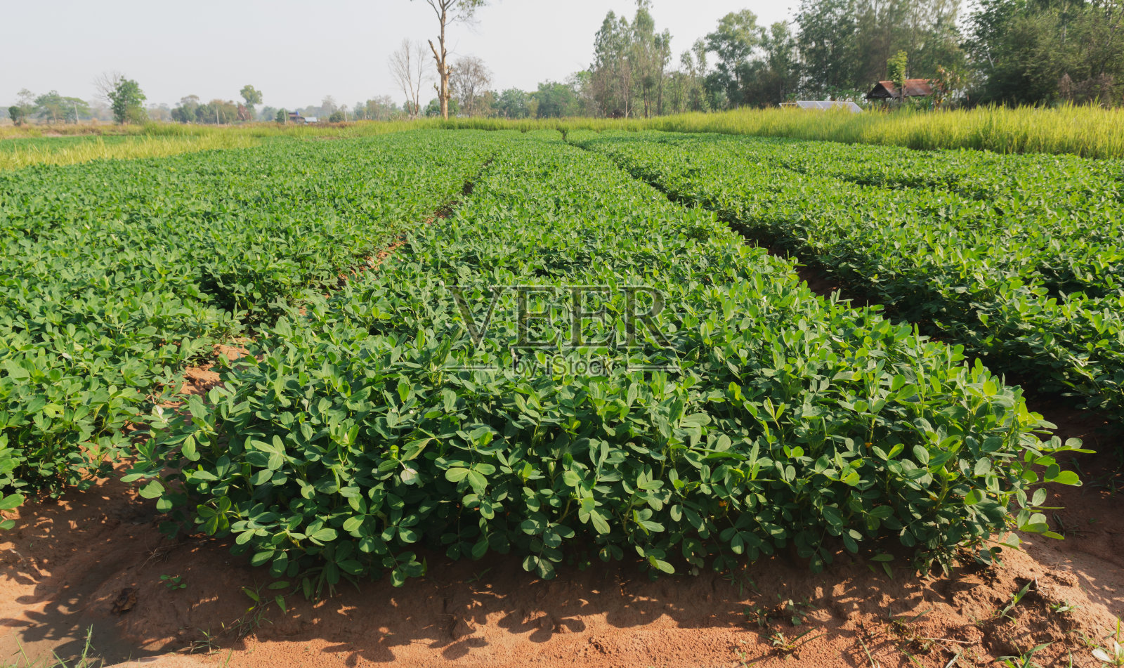 有机花生农场和太阳能电池。种植花生的农田。照片摄影图片