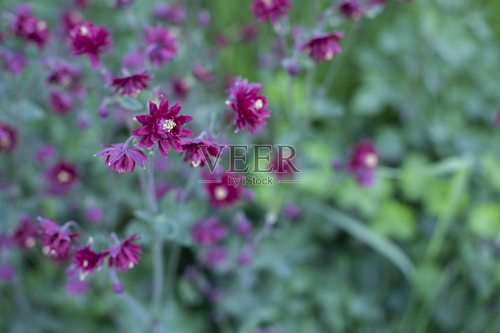 苔藓雕花旗帜背景盛开的草甸特写,栗色雕花照片摄影图片
