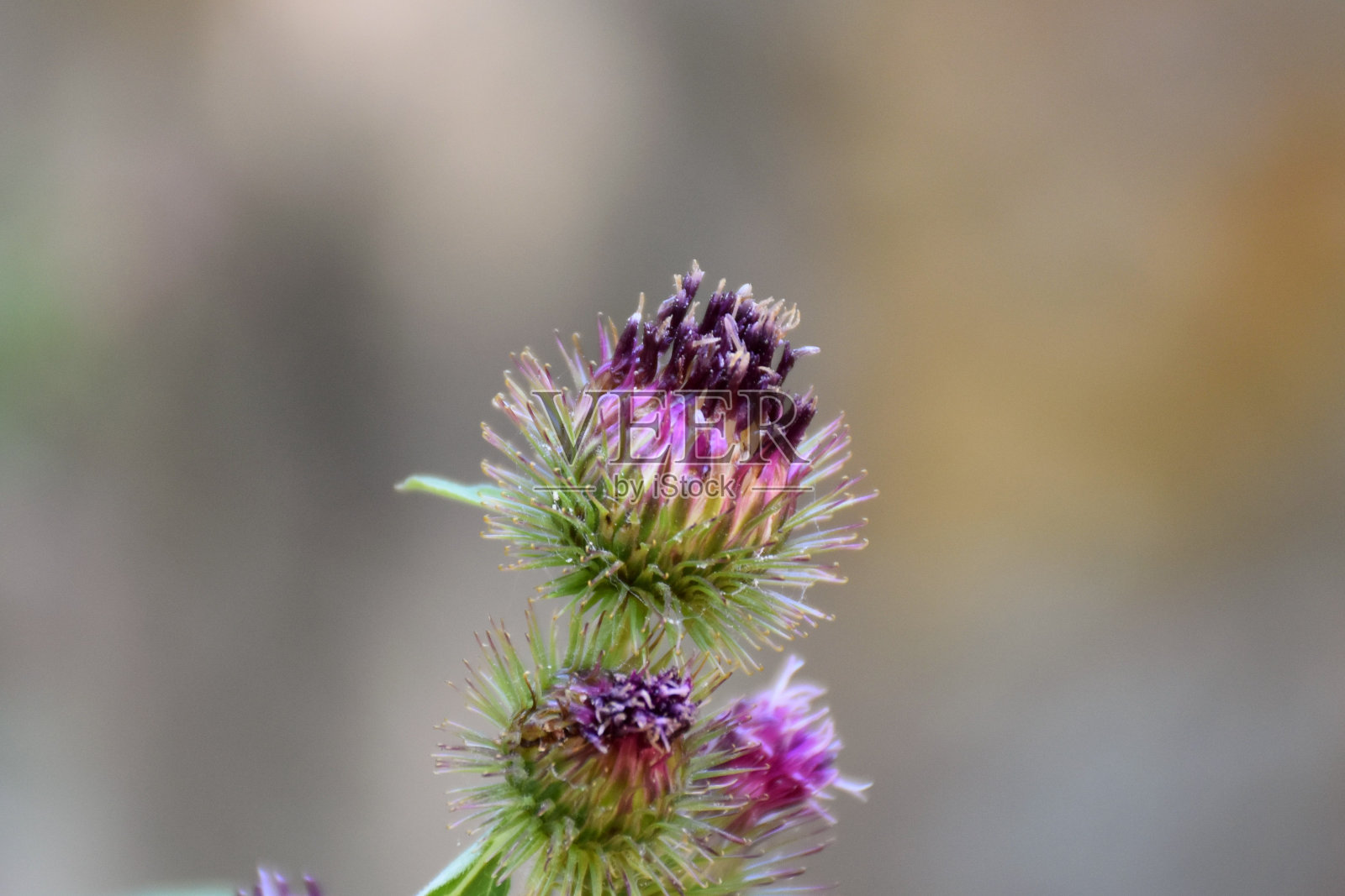 牛蒡花。照片摄影图片
