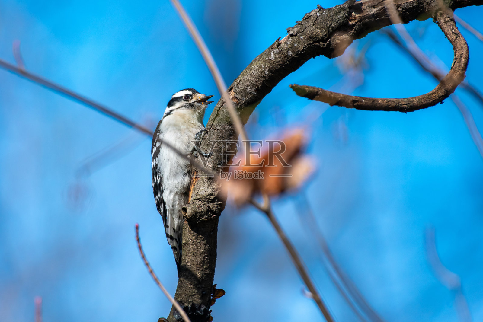 啄木鸟在树枝上照片摄影图片