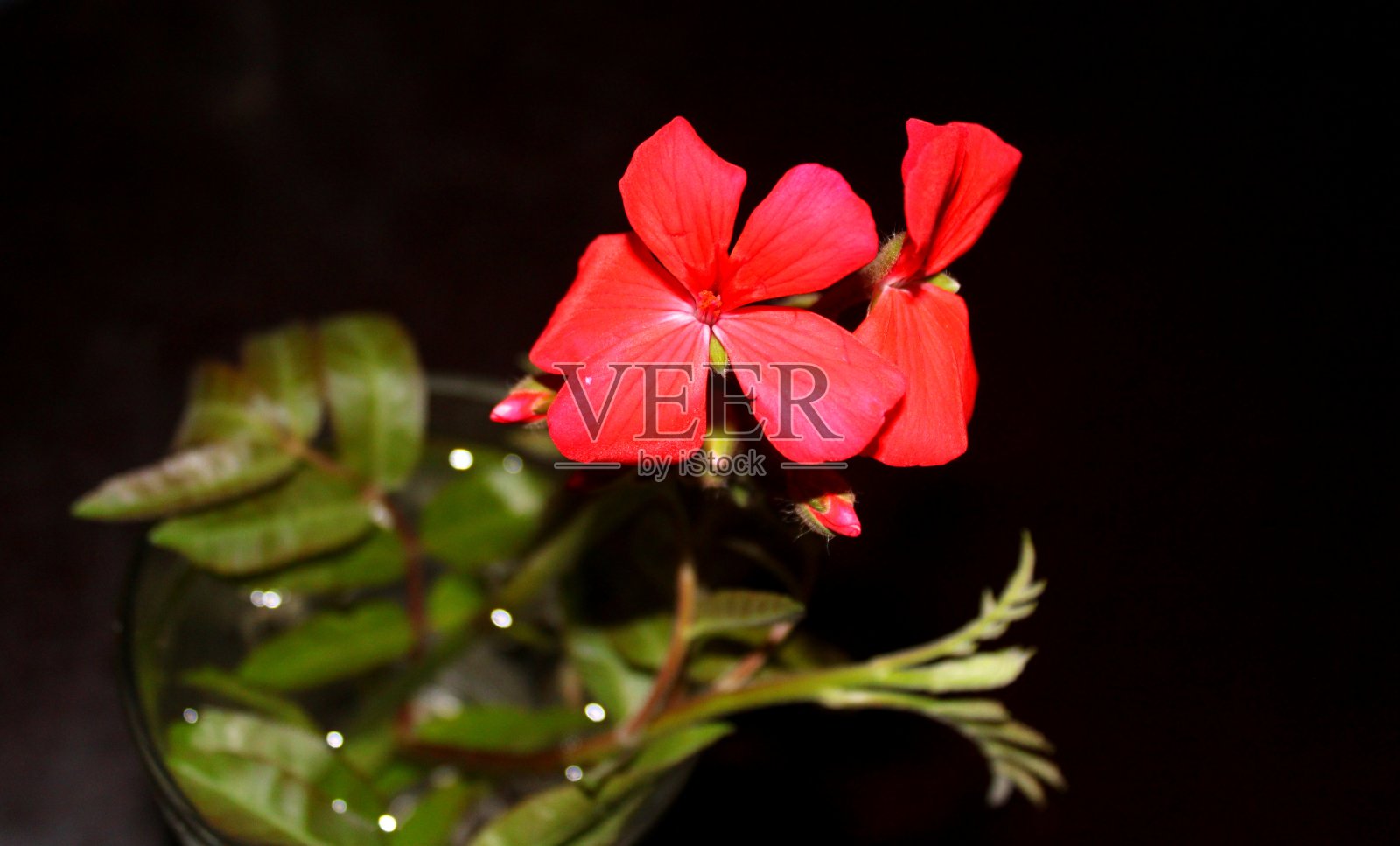 玫瑰照片摄影图片