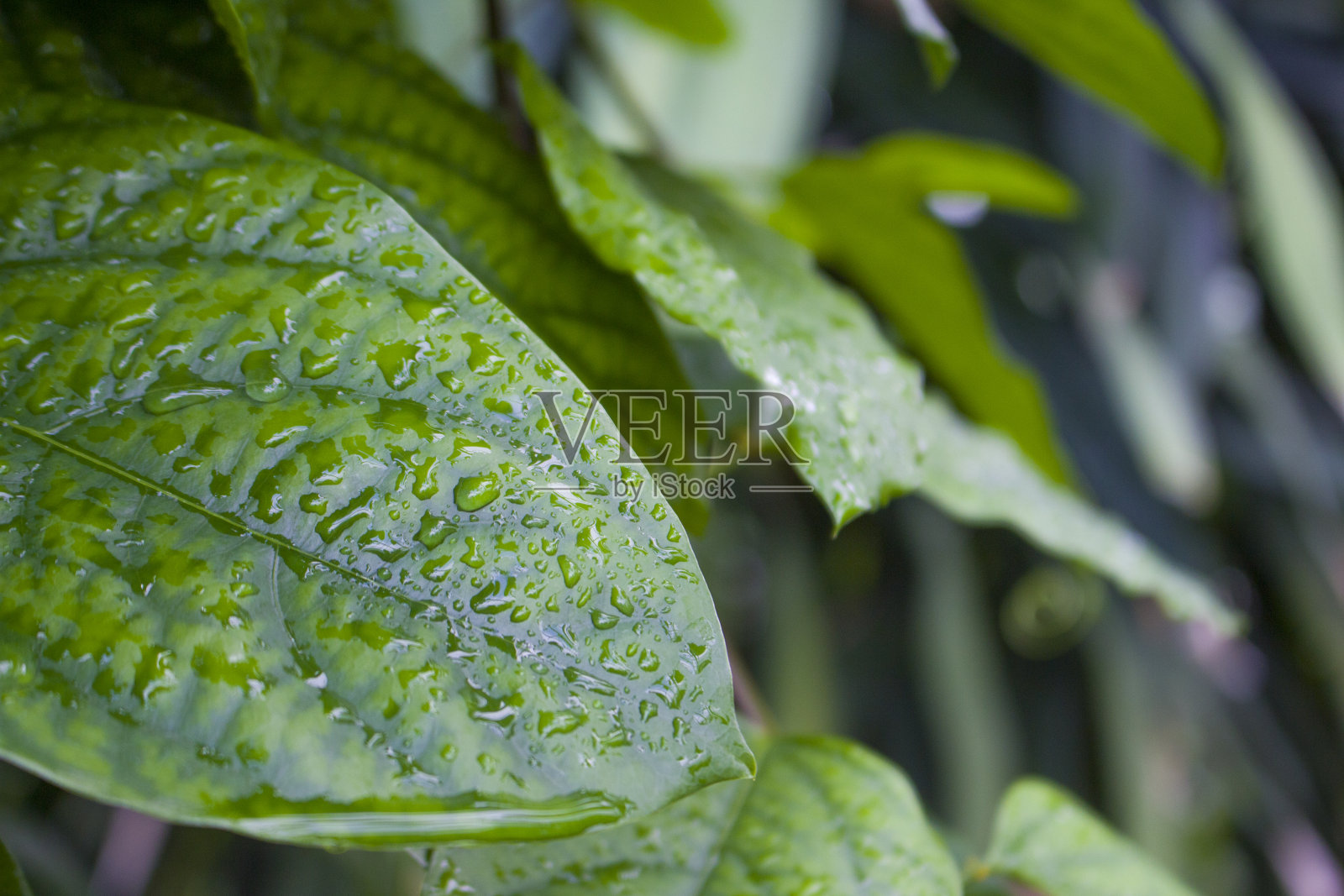 湿叶子特写照片摄影图片