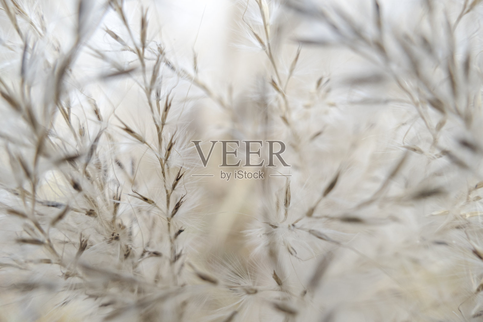 柔和色调的植物照片摄影图片