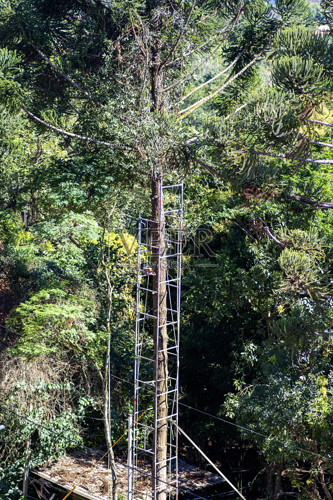 巴西一座城市的森林砍伐和燃烧照片摄影图片