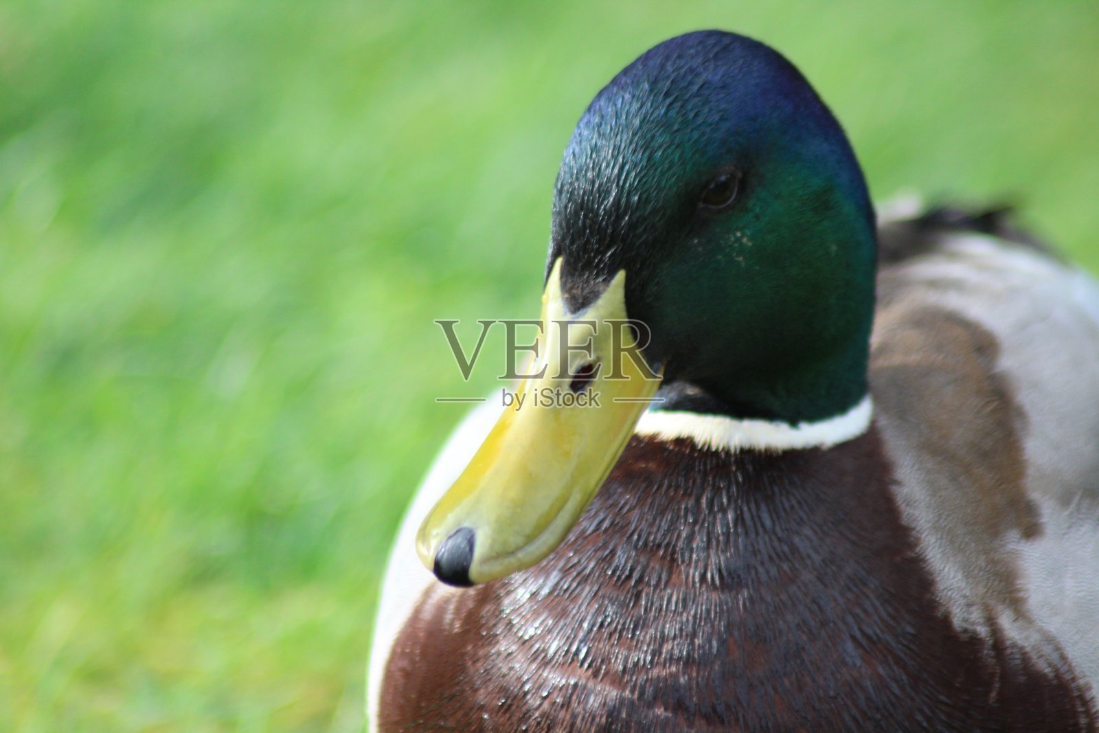 草地上的一只鸭子照片摄影图片