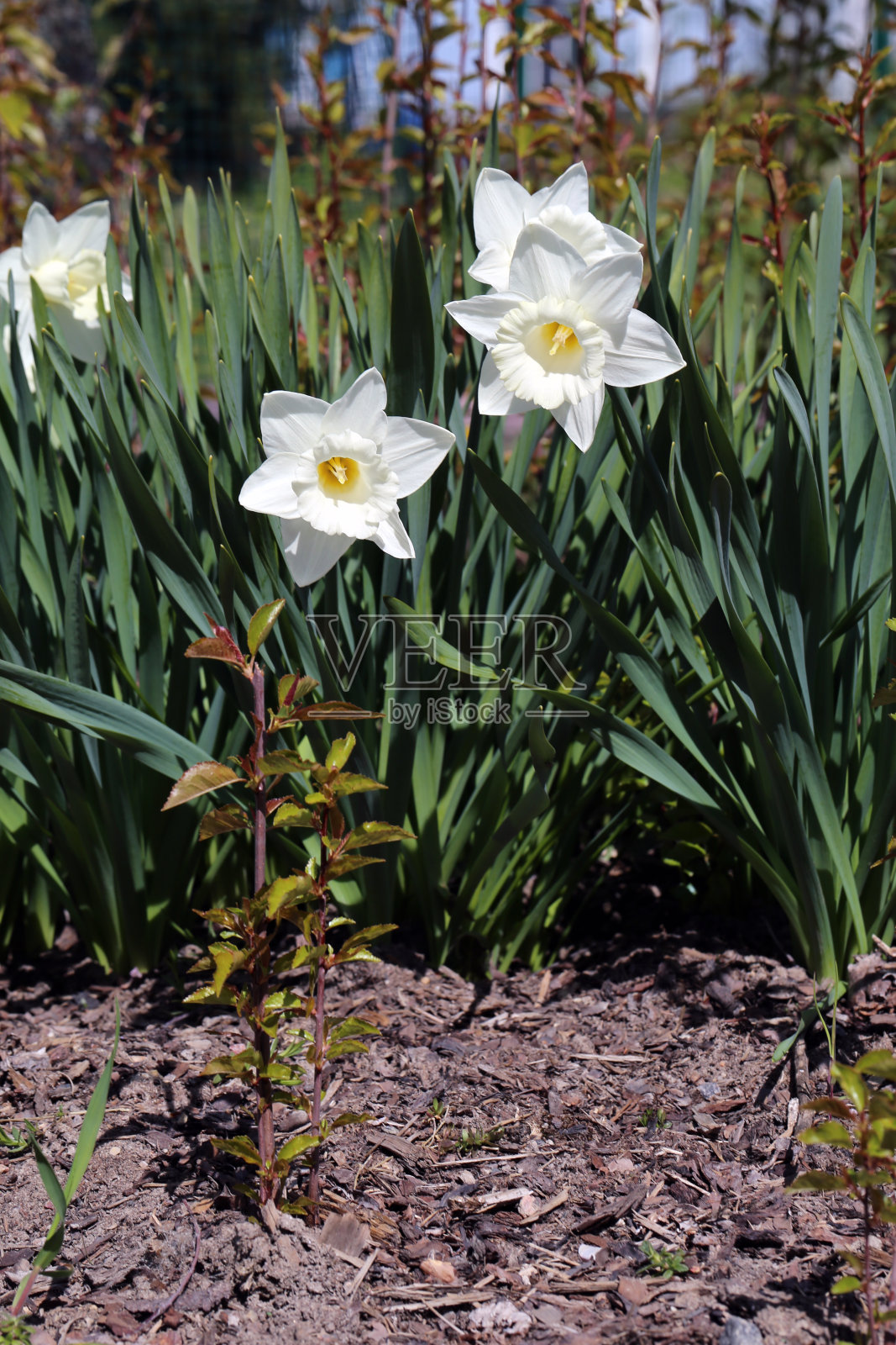 白色喇叭水仙花在一个特写照片摄影图片