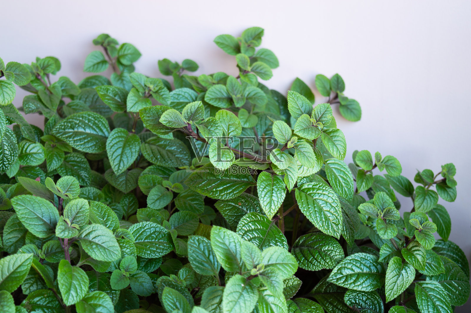 在粉红色背景上的距生花叶子照片摄影图片