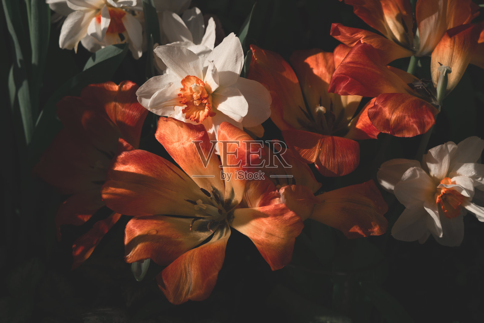 美丽的橙色百合在黑暗的背景,心情春天照片摄影图片