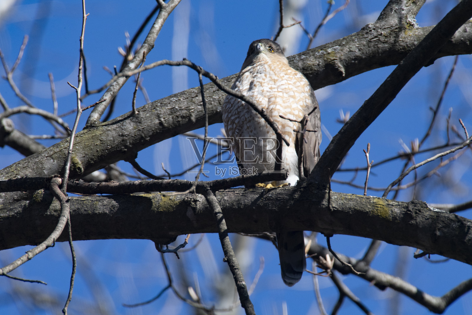 这是一只雌性库珀鹰栖息在树上的特写。照片摄影图片
